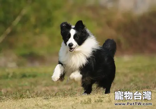 常見的長毛大型犬都有哪些品種？