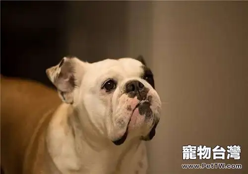 導致狗狗吃大便的原因都有哪些？