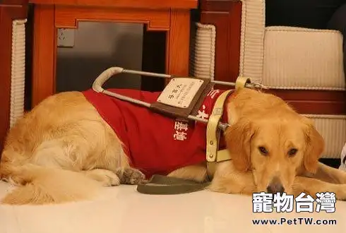 遇到導盲犬不要做這六件事