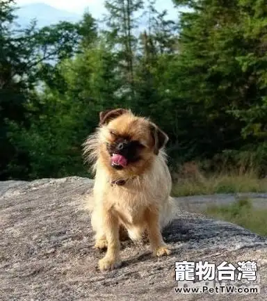 狗狗的世界有等級嗎？狗狗的等級劃分