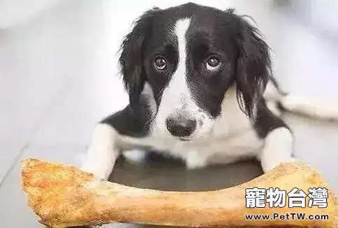 狗狗胃出血怎麼辦 狗狗胃出血治療方法