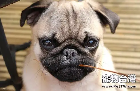 狗狗可以多久不吃飯?(1圖)-寵物台灣