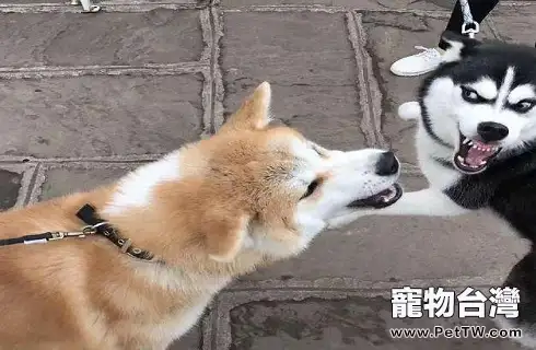 如何糾正狗狗打架的壞習慣?(共2張圖片)-寵物台灣
