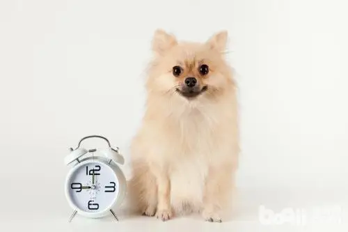 狗狗飼養的十大冷知識 