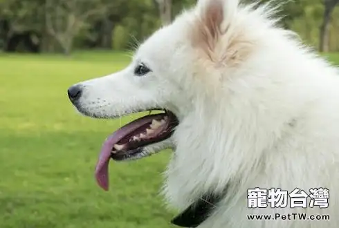 薩摩耶厭食怎麼辦 教你五招改善薩摩耶厭食情況