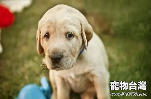 狗狗為什麼吃的多,但是很瘦呢?(共3張圖片)-寵物台灣