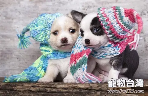 狗狗來大姨媽了怎麼護理?(1圖)-寵物台灣