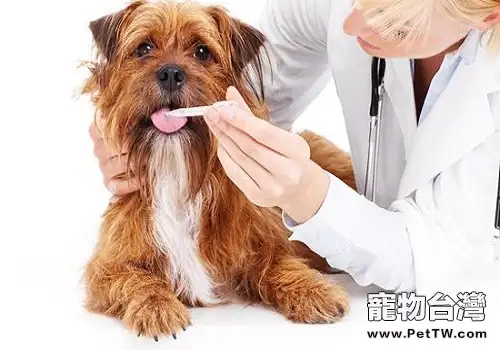 怎麼樣可以乖乖的讓狗狗吃藥？