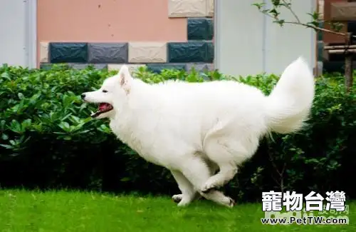 狗狗暈動症怎麼辦？狗狗暈動症的治療方法