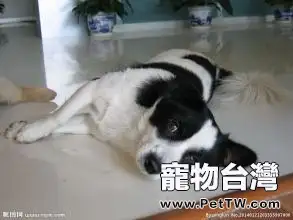狗狗暈動症怎麼辦？狗狗暈動症的治療方法