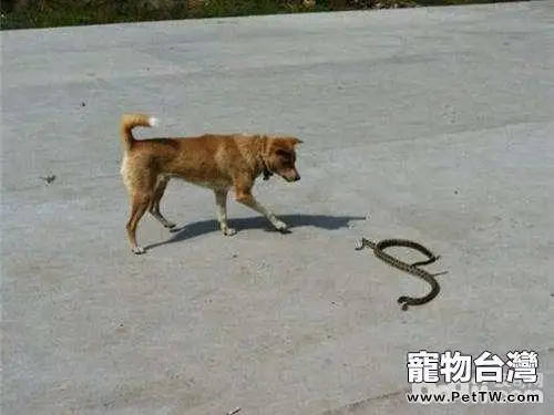 狗狗被蛇咬了怎麼辦 狗狗中蛇毒怎麼治療