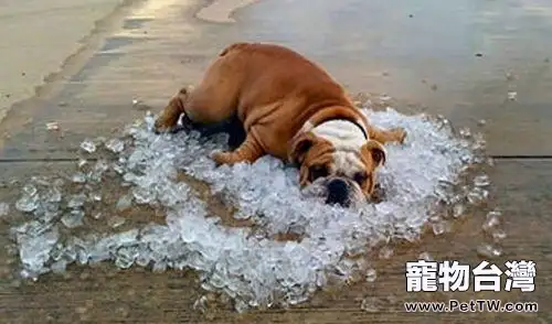 狗狗中暑了怎麼辦？狗狗中暑的治療方法（共3張圖片）-寵物台灣