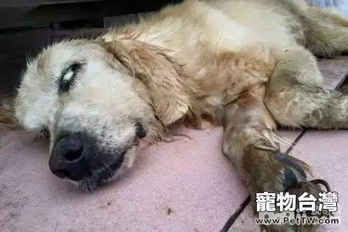 狗狗中暑了怎麼辦？狗狗中暑的治療方法