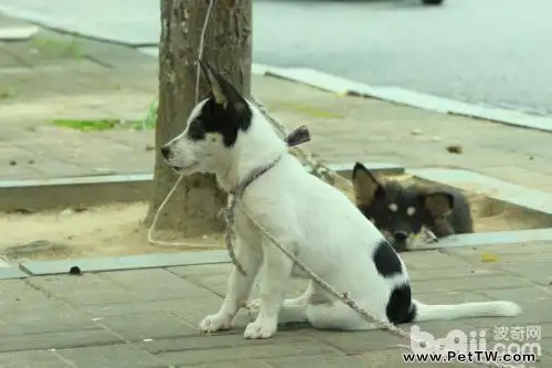 狗狗中暑了怎麼辦？狗狗中暑的治療方法