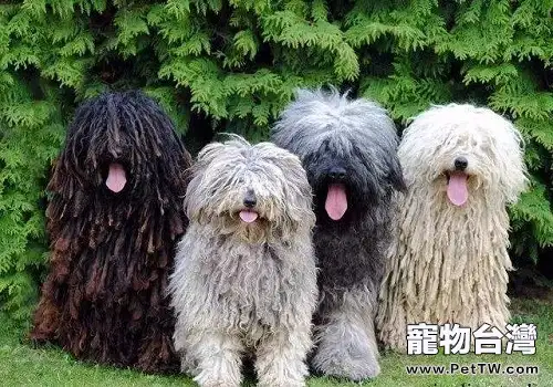 可蒙犬和波利犬的區別都有哪些？