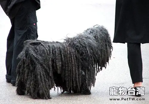 可蒙犬和波利犬的區別都有哪些？