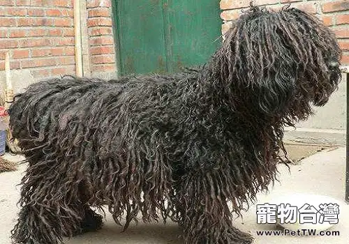 可蒙犬和波利犬的區別都有哪些？