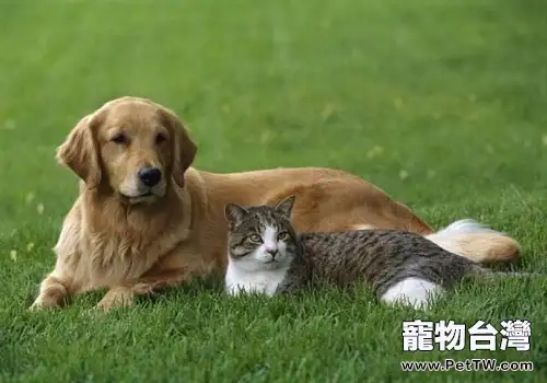 怎麼樣可以讓貓咪和狗狗和諧相處？