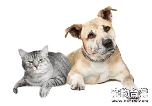 怎麼樣可以讓貓咪和狗狗和諧相處？