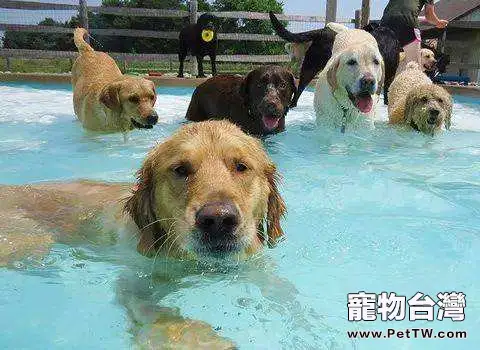 狗狗游泳時的注意事項都有哪些？
