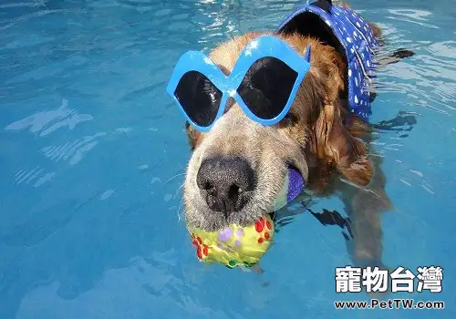 狗狗游泳時的注意事項都有哪些?(共3張圖片)-寵物台灣