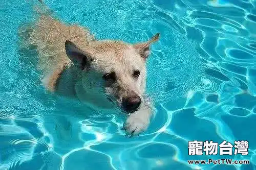 狗狗游泳時的注意事項都有哪些？