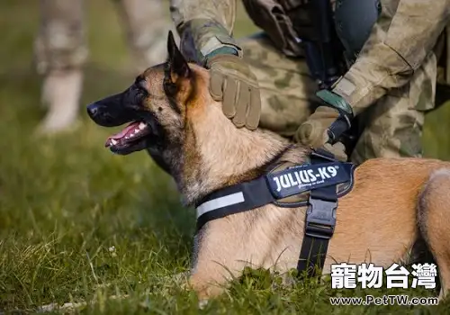 怎麼樣可以讓狗狗習慣牽引繩?(共2張圖片)-寵物台灣