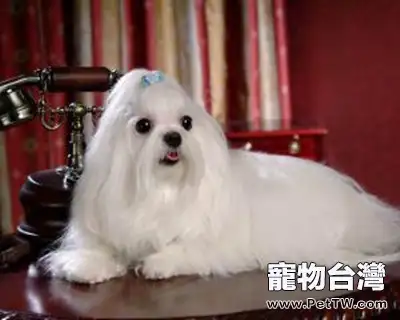 馬爾濟斯犬的品種介紹(1圖)-寵物台灣
