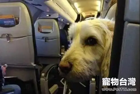 狗狗可以坐飛機嗎 狗狗坐飛機需要準備什麼東西