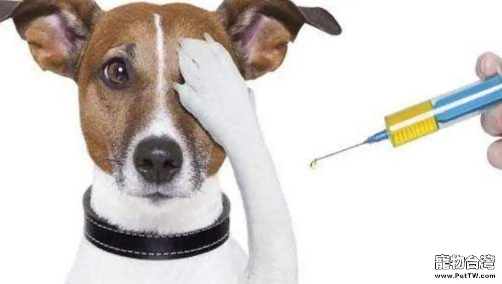狗狗肝炎怎麼辦 狗狗肝炎治療方法