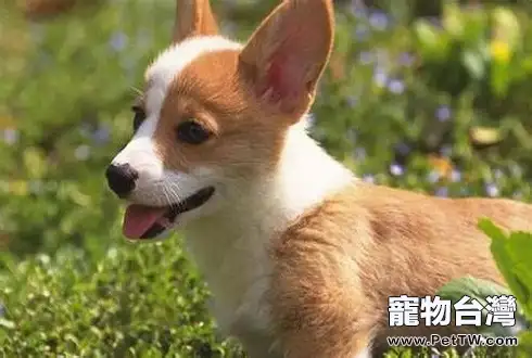 狗狗能不能吃香蕉 狗狗吃香蕉好嗎