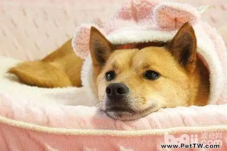 狗狗得胃炎的原因有哪些 狗狗胃炎治療方法