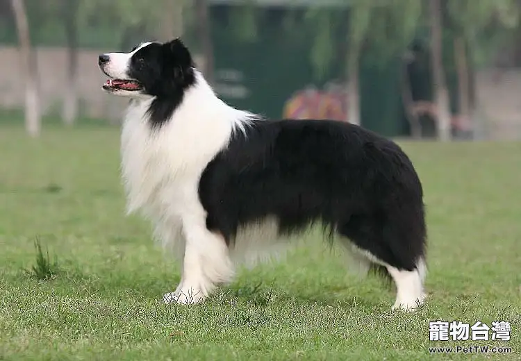 邊境牧羊犬的品種介紹