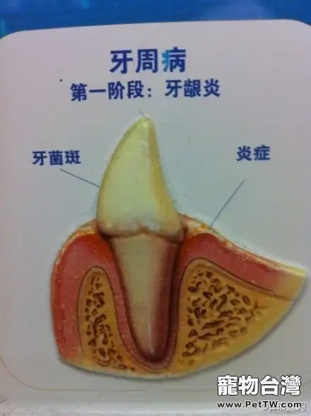 簡介常見的犬類牙科問題