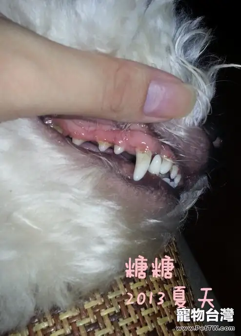 簡介常見的犬類牙科問題