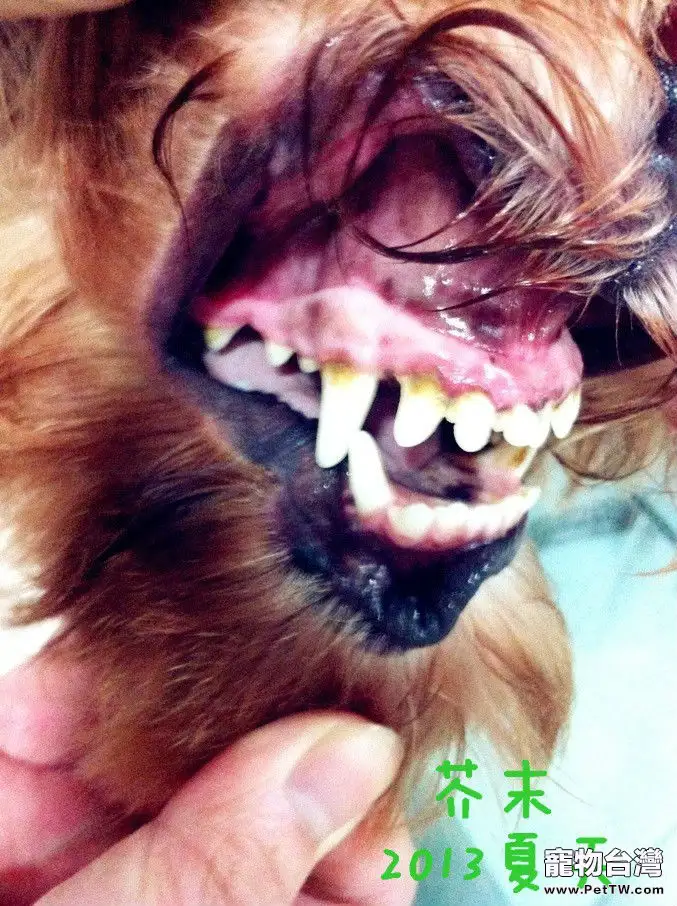 簡介常見的犬類牙科問題
