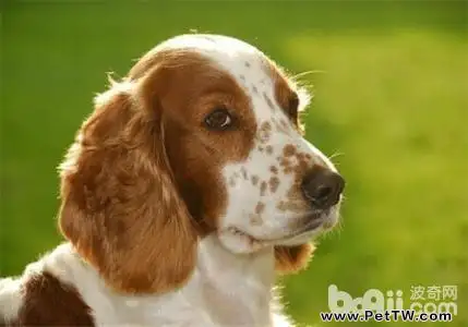 史賓格犬飼養方法及選購技巧(共3張圖片)-寵物台灣