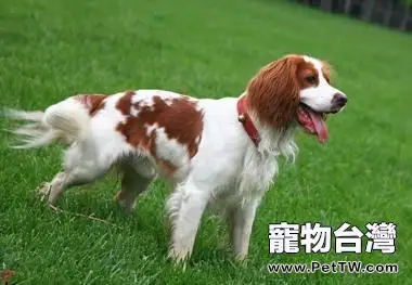  史賓格犬飼養方法及選購技巧