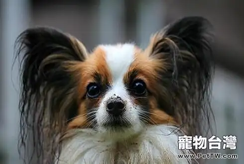 狗狗喜歡吃什麼東西 狗狗愛吃哪類東西