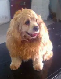 可卡犬的保養秘訣(共2張圖片)-寵物台灣
