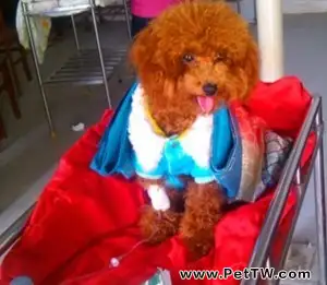 一例貴賓犬洋蔥中毒的症狀及診療