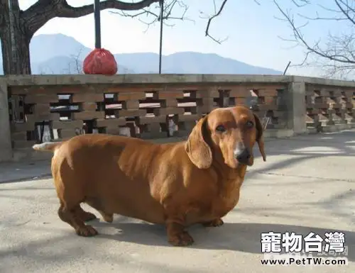 臘腸犬怎麼樣 如何挑選一隻好的臘腸犬（共3張圖片）-寵物台灣