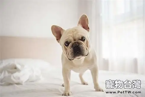 狗狗耳朵怎麼清潔 狗狗耳朵清潔方法