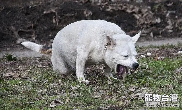 犬細小病毒症狀及治療方法