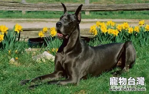 大丹犬好養嗎 大丹犬飼養技巧