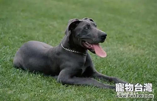 大丹犬好養嗎 大丹犬飼養技巧(共3張圖片)-寵物台灣