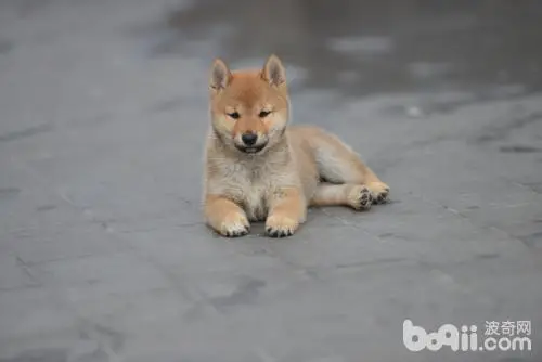 柴犬怎麼挑選 柴犬飼養方法介紹