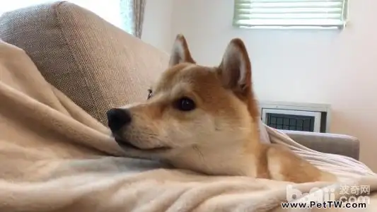 柴犬怎麼挑選 柴犬飼養方法介紹