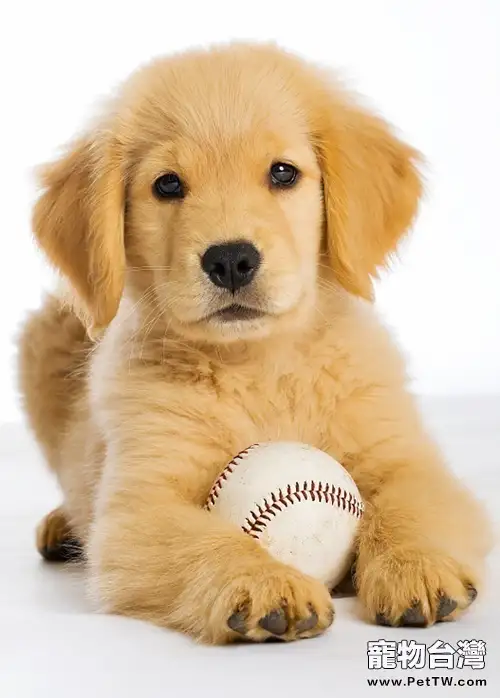 狗狗給家裡造成異味怎麼辦（1圖）-寵物台灣