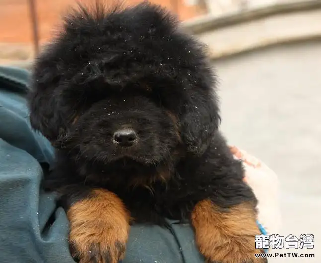 關於藏獒幼犬的營養需求(1圖)-寵物台灣